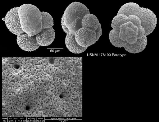 Globigerina quinqueloba egelida Cifelli & Smith, 1970