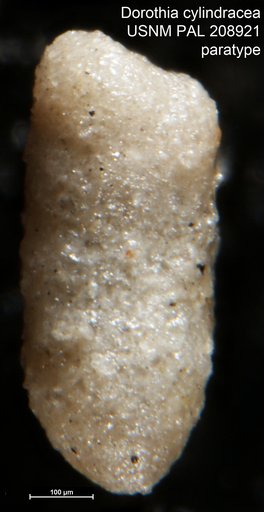 Dorothia cylindracea Bermúdez, 1963