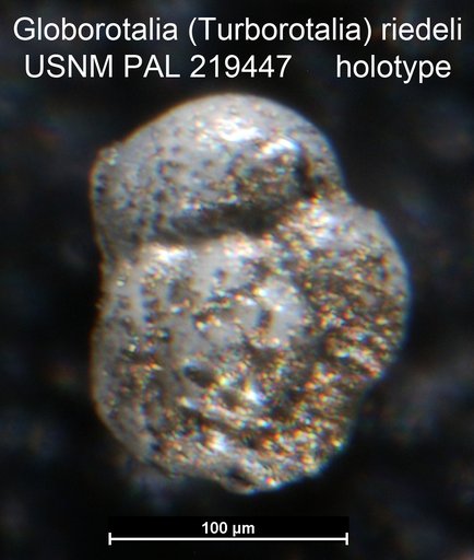 Globorotalia (Turborotalia) riedeli Brönnimann & Resig, 1971