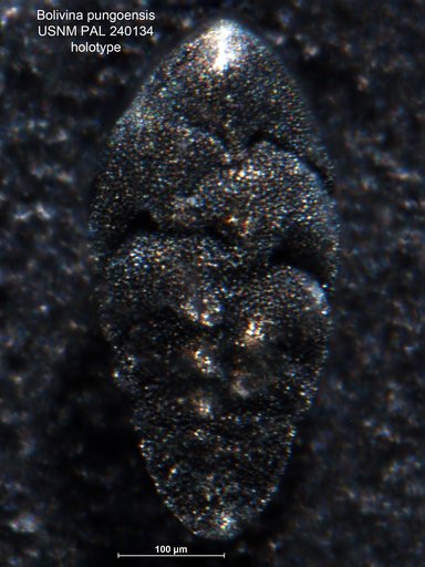 Bolivina pungoensis Gibson, 1983