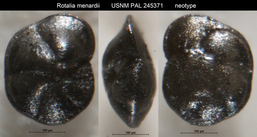 Rotalia menardii Parker et al., 1865