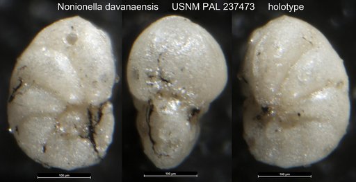 Nonionella davanaensis Pierce, 1956