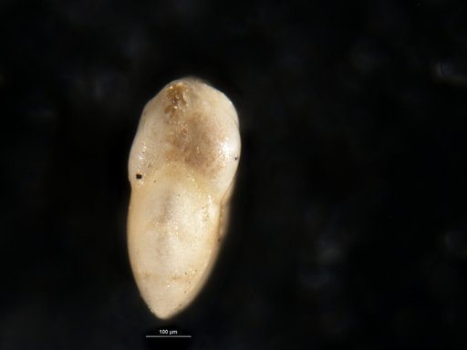 Robulus modestus Bandy, 1951