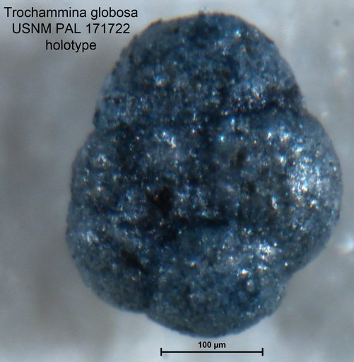 Trochammina globosa Bolin, 1956