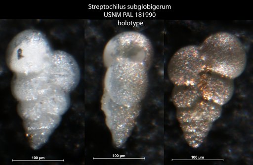 Streptochilus subglobigerum Resig, 1989