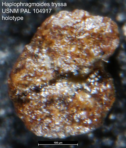 Haplophragmoides tryssa Loeblich & Tappan, 1950