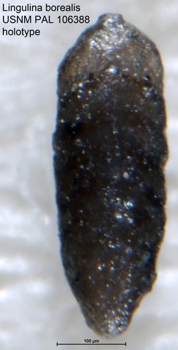 Lingulina borealis Tappan, 1951