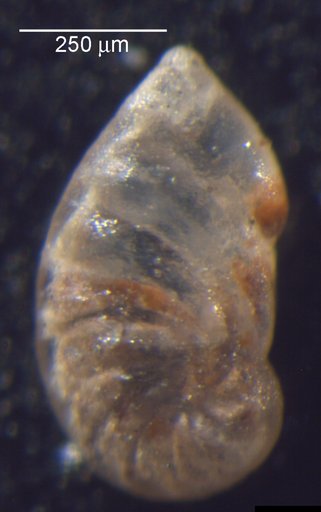 Astacolus ectypus Loeblich & Tappan, 1950