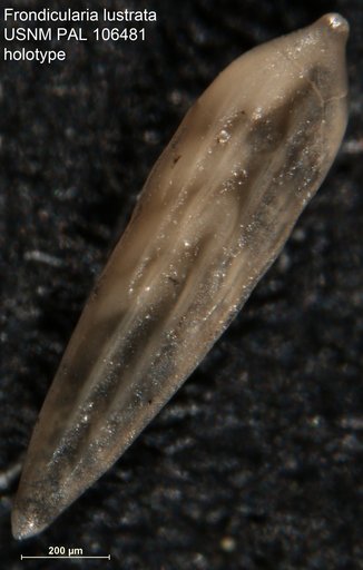 Frondicularia lustrata Tappan Loeblich, 1951