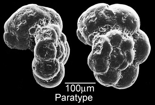 Hedbergella pseudotrocoidea Michael, 1973