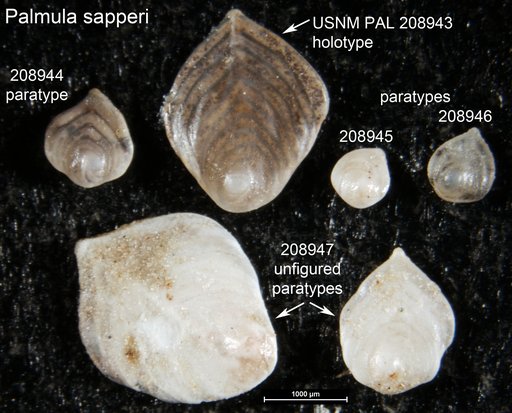 Palmula sapperi Bermúdez, 1963