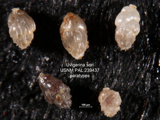 Uvigerina sori Haque, 1960