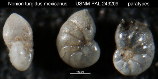 Nonion turgidus mexicanus Cole, 1927