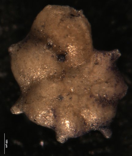 Robulus erbenensis Bandy, 1952