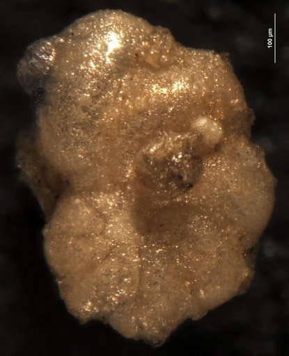 Robulus erbenensis Bandy, 1952