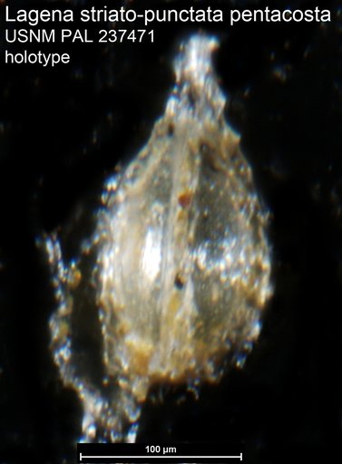Lagena striato-punctata pentacosta Pierce, 1956