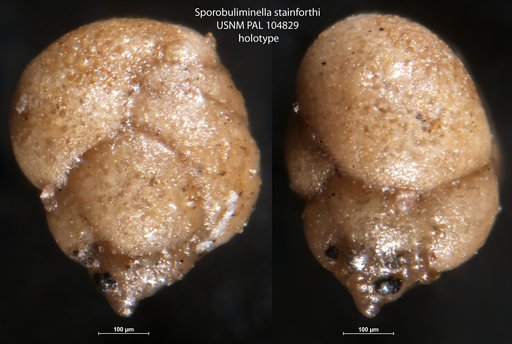Sporobuliminella stainforthi Stone, 1949
