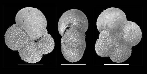 Globigerina atlantisae Cifelli & Smith, 1970
