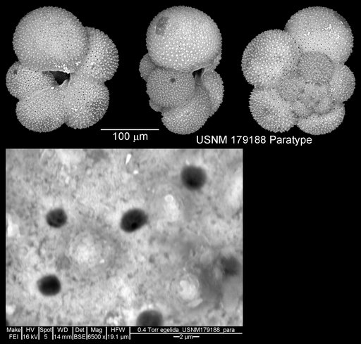 Globigerina quinqueloba egelida Cifelli & Smith, 1970