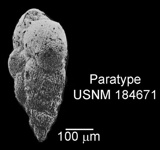 Heterohelix sphenoides Masters, 1976