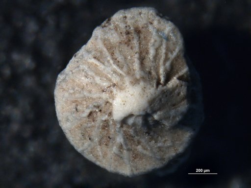 Amphistegina eyrensis Larsen, 1978
