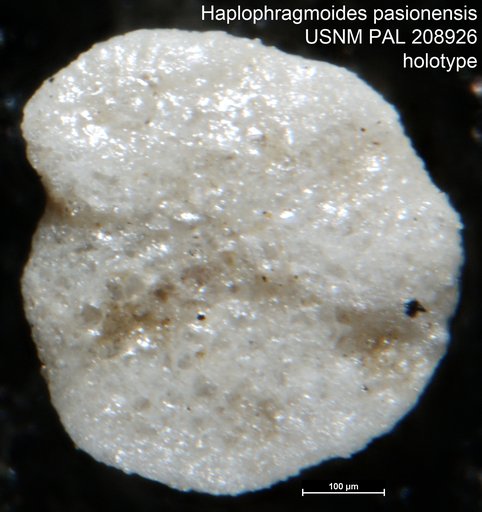 Haplophragmoides pasionensis Bermúdez, 1963