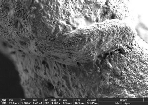 Discorbinella minuta Buzas et al., 1977