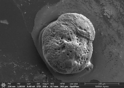 Discorbinella minuta Buzas et al., 1977