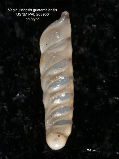 Vaginulinopsis guatemalensis Bermúdez, 1963