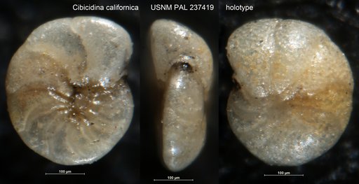 Cibicidina californica Bandy, 1951