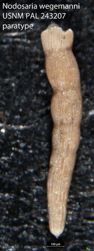 Nodosaria wegemanni Cole, 1927