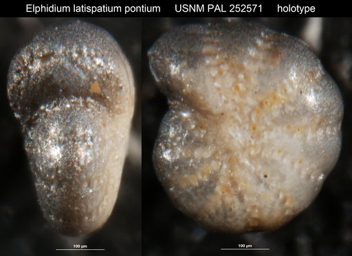 Elphidium latispatium pontium Gibson, 1983