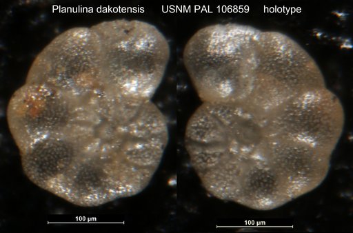 Planulina dakotensis Fox, 1954