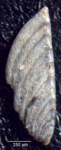 Citharina latissima Loeblich & Tappan, 1950