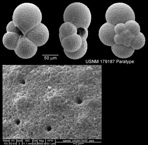 Globigerina quinqueloba egelida Cifelli & Smith, 1970