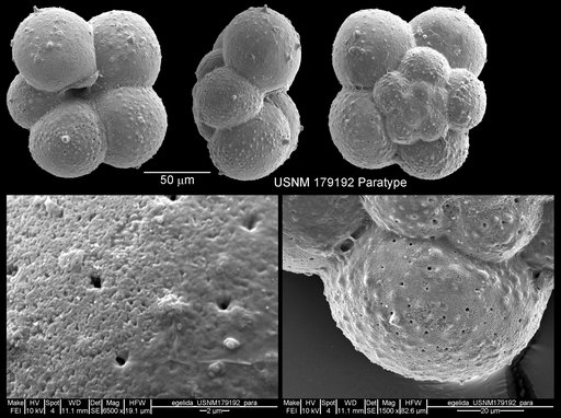 Globigerina quinqueloba egelida Cifelli & Smith, 1970