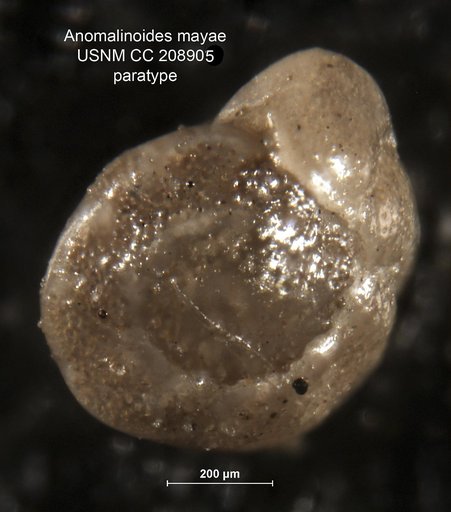 Anomalinoides mayae Bermúdez, 1963
