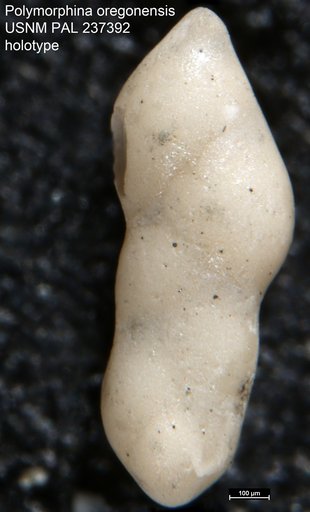 Polymorphina oregonensis Bandy, 1950