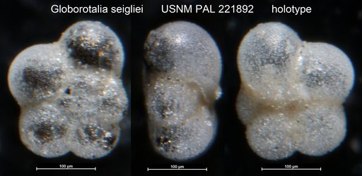 Globorotalia seigliei Bermudez & Bolli
