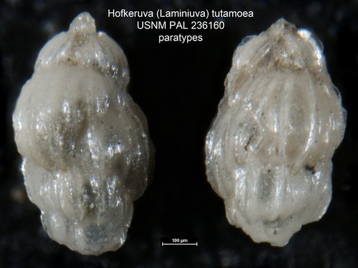 Hofkeruva (Laminiuva) tutamoea Vella, 1961