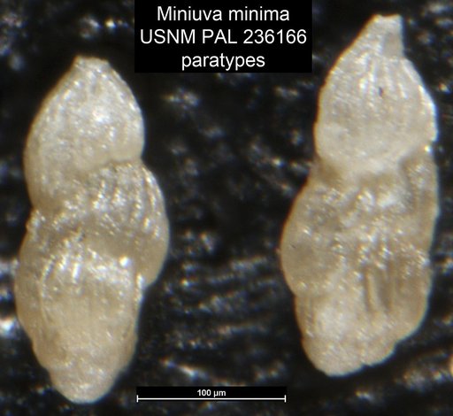 Miniuva minima Vella, 1961