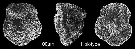 Acarinina punctocarinata Fleisher, 1974
