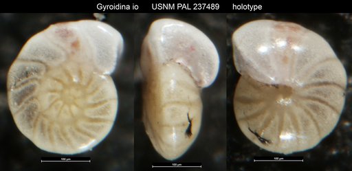 Gyroidina io Resig, 1958