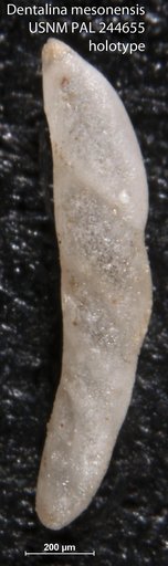Dentalina mesonensis Cole & Gillespie, 1930