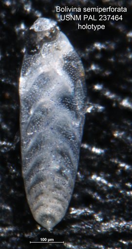 Bolivina semiperforata Martin, 1952