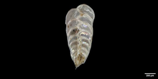 Bolivina argentea monicana Zalesny, 1959