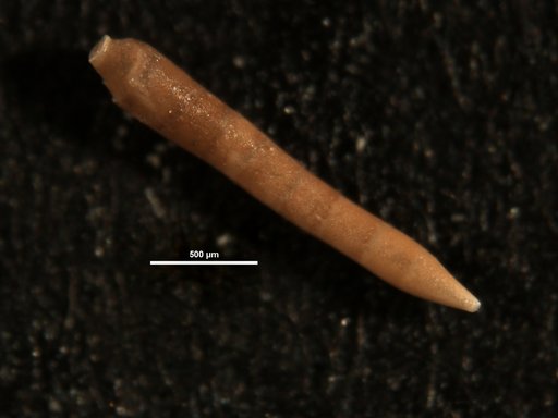 Nodosaria cocoaensis mexicana Cole, 1927