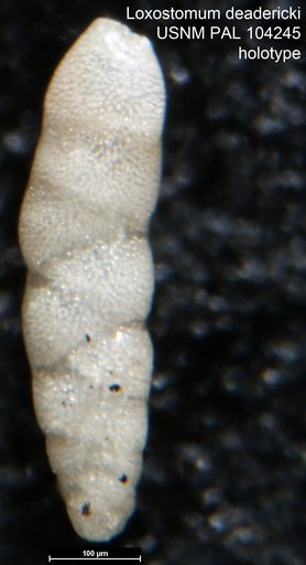 Loxostomum deadericki Cushman, 1947