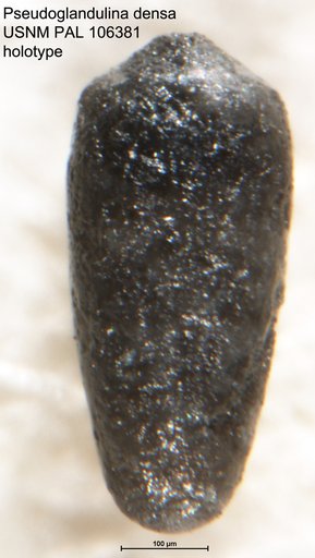 Pseudoglandulina densa Tappan Loeblich, 1951