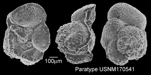 Globotruncana navarroensis Smith & Pessagno, 1973
